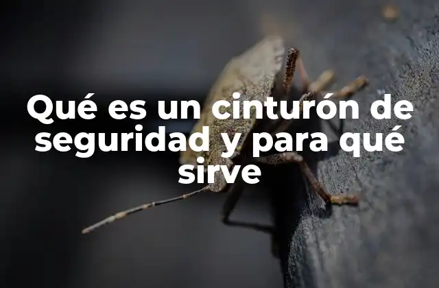 Qué es un Cinturón de Seguridad y para Qué Sirve