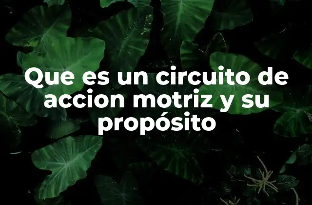 Que es un Circuito de Accion Motriz y Su Propósito 2 El funcionamiento del sistema nervioso en la ejecución del movimiento