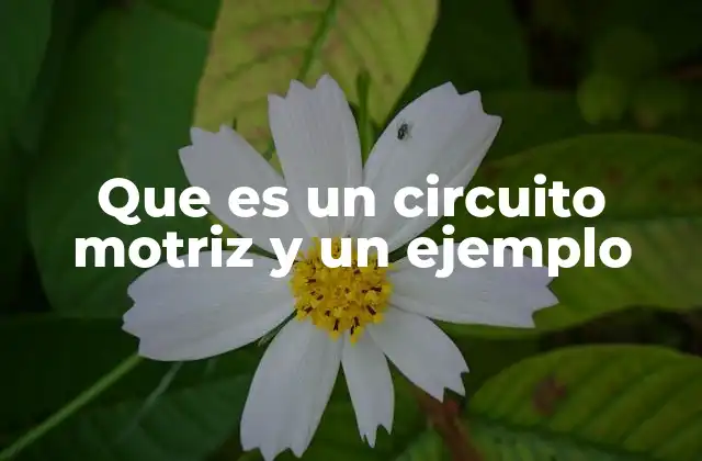 Que es un Circuito Motriz y un Ejemplo