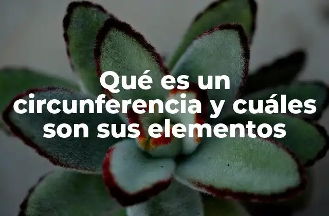 Qué es un Circunferencia y Cuáles Son Sus Elementos