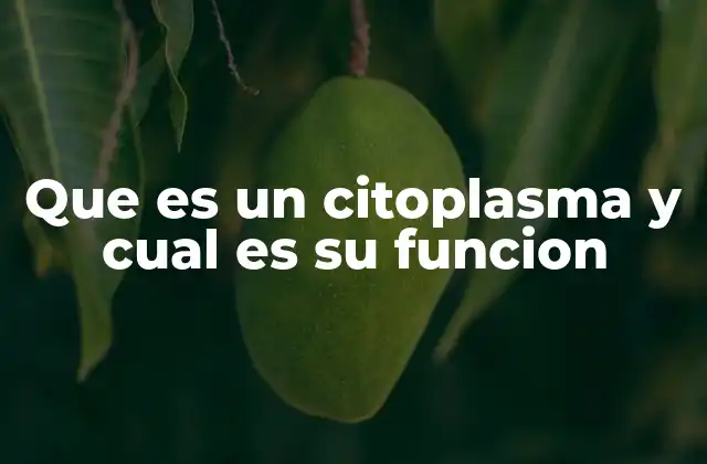 Que es un Citoplasma y Cual es Su Funcion