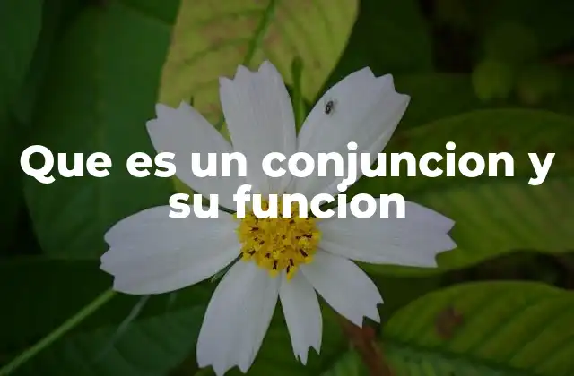 La importancia de las conjunciones en la comunicación