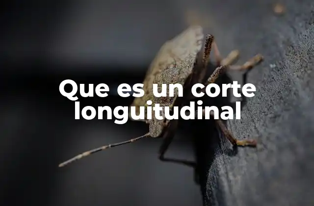 Que es un Corte Longuitudinal 2 El corte longitudinal en diferentes contextos