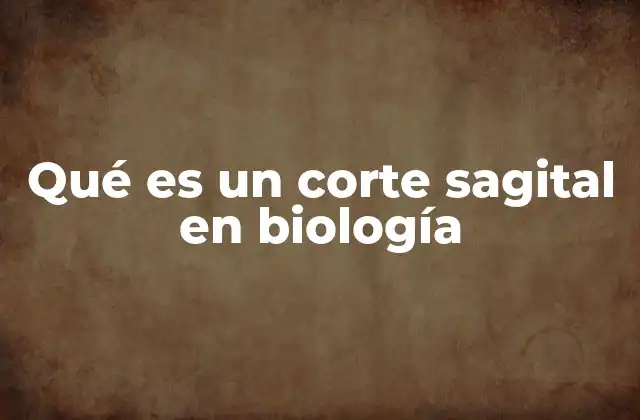 Qué es un Corte Sagital en Biología