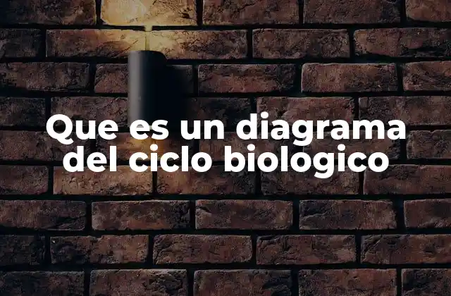 Que es un Diagrama Del Ciclo Biologico