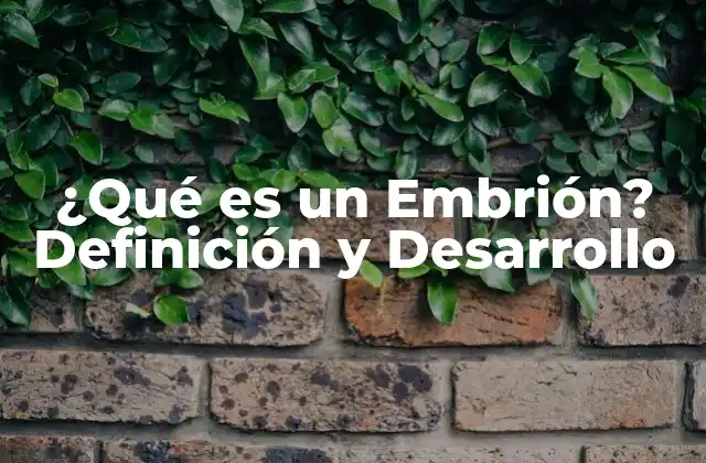 ¿qué es un Embrión? Definición y Desarrollo