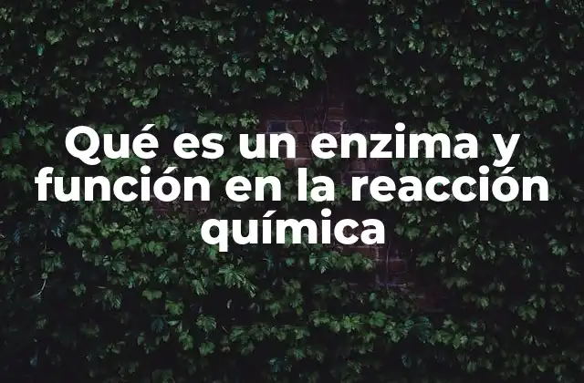 Qué es un Enzima y Función en la Reacción Química
