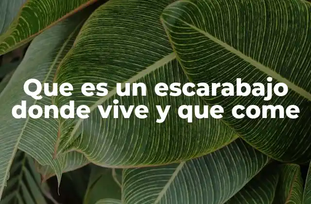 Que es un Escarabajo Donde Vive y que Come