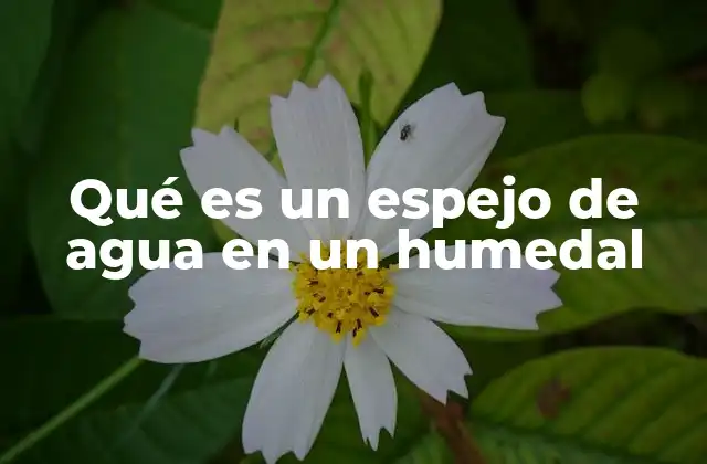 Qué es un Espejo de Agua en un Humedal