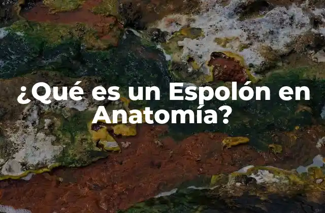 ¿qué es un Espolón en Anatomía?