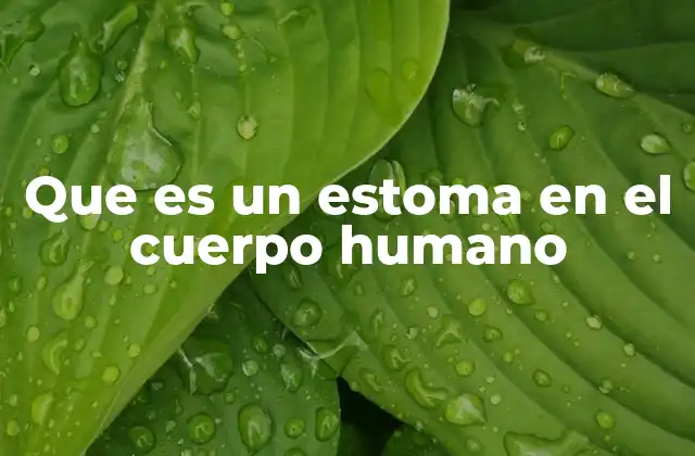 Que es un Estoma en el Cuerpo Humano