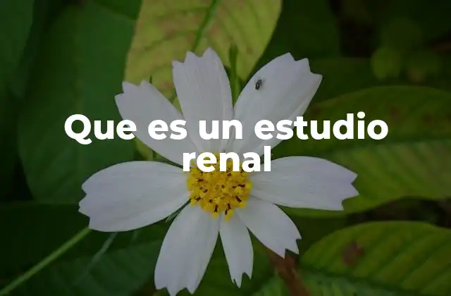 Que es un Estudio Renal