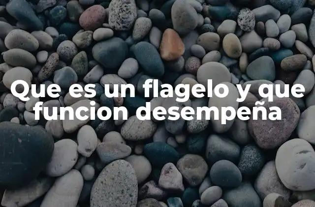 Que es un Flagelo y que Funcion Desempeña