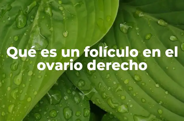 Qué es un Folículo en el Ovario Derecho