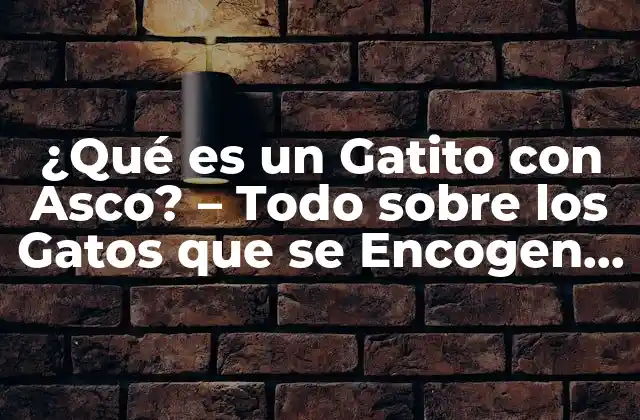 ¿qué es un Gatito con Asco? – Todo sobre los Gatos que Se Encogen de Asco