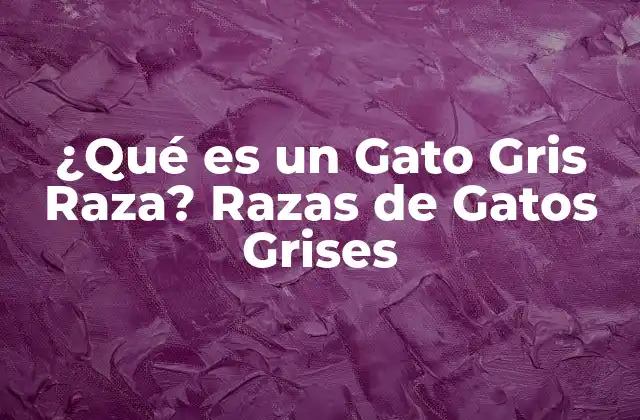 ¿qué es un Gato Gris Raza? Razas de Gatos Grises
