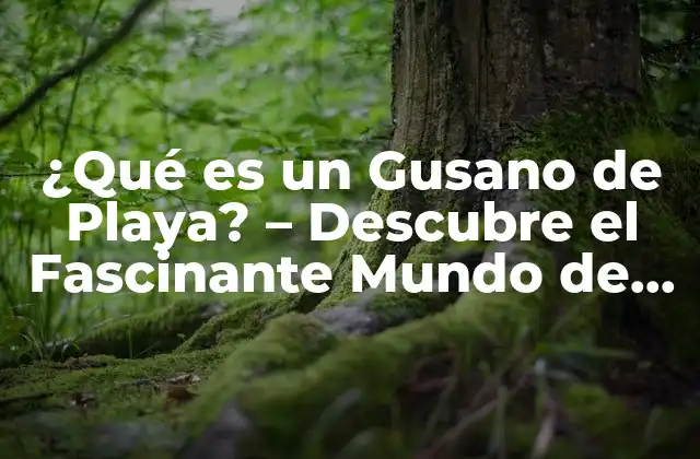 ¿qué es un Gusano de Playa? – Descubre el Fascinante Mundo de Estos Anélidos