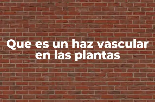 Que es un Haz Vascular en las Plantas