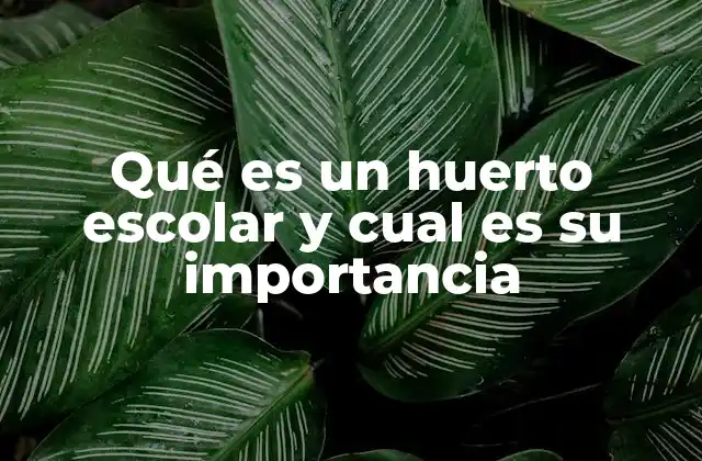 Qué es un Huerto Escolar y Cual es Su Importancia