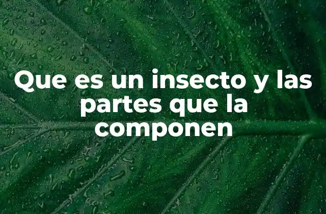 Que es un Insecto y las Partes que la Componen