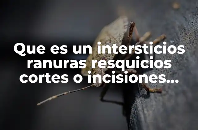 Que es un Intersticios Ranuras Resquicios Cortes o Incisiones Ejemplos