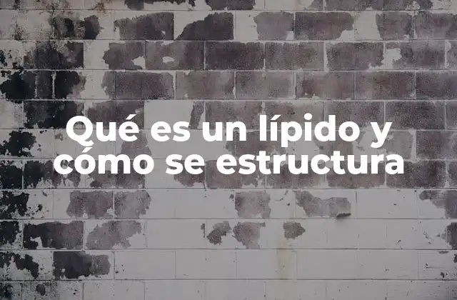 Qué es un Lípido y Cómo Se Estructura