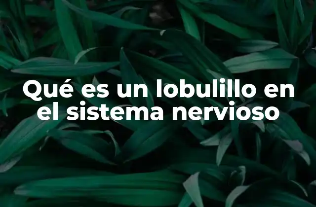Qué es un Lobulillo en el Sistema Nervioso