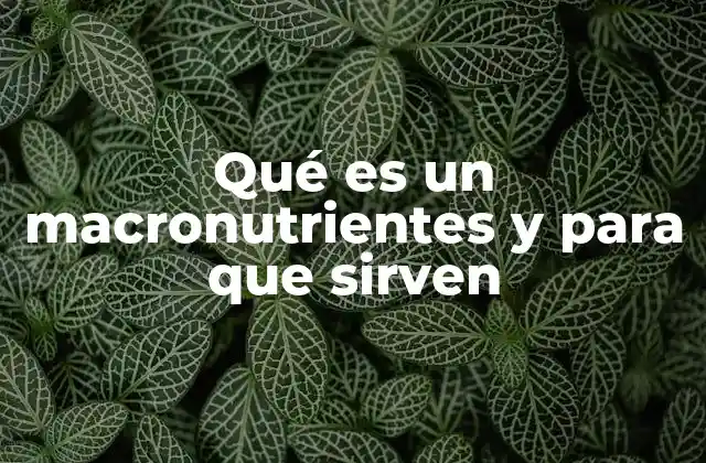 Qué es un Macronutrientes y para que Sirven