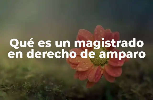 Qué es un Magistrado en Derecho de Amparo