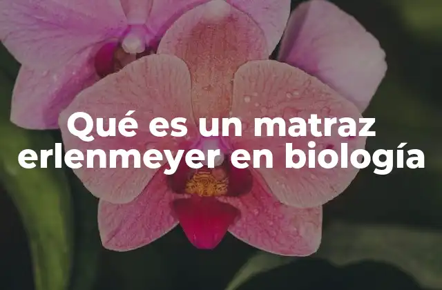 Qué es un Matraz Erlenmeyer en Biología