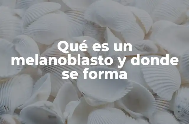 El origen y migración de las células precursoras de los melanocitos