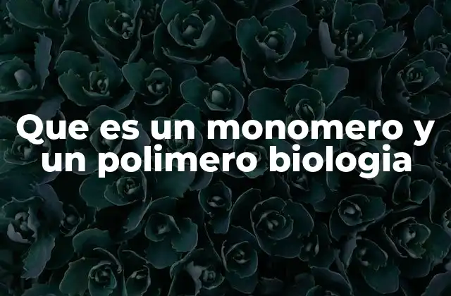 Que es un Monomero y un Polimero Biologia