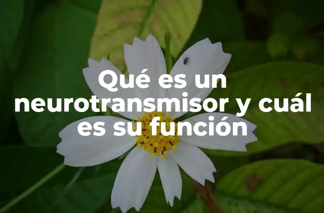 La importancia de los mensajeros químicos en el cerebro