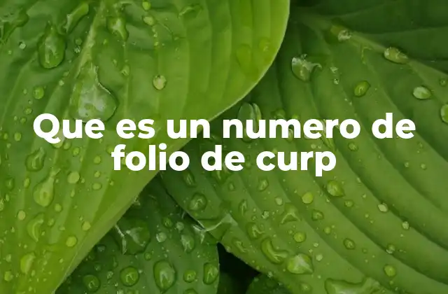 Que es un Numero de Folio de Curp
