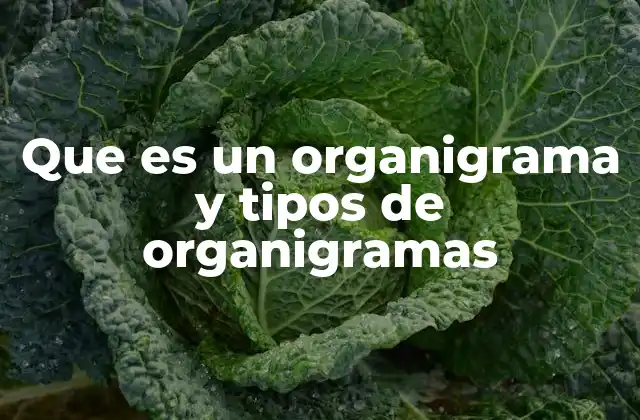 Que es un Organigrama y Tipos de Organigramas