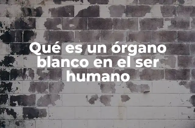 La importancia de los órganos blancos en la salud humana