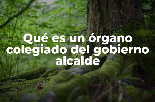 La estructura y funciones de los órganos colegiados en el gobierno municipal