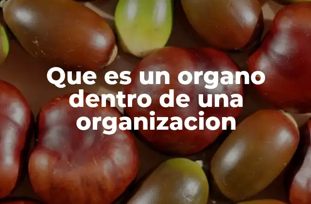 Que es un Organo Dentro de una Organizacion