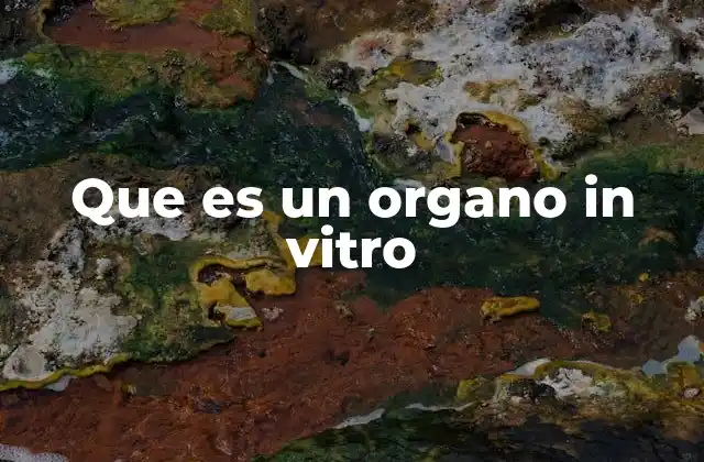 Que es un Organo In Vitro 2 La ciencia detrás de los órganos en cultivo