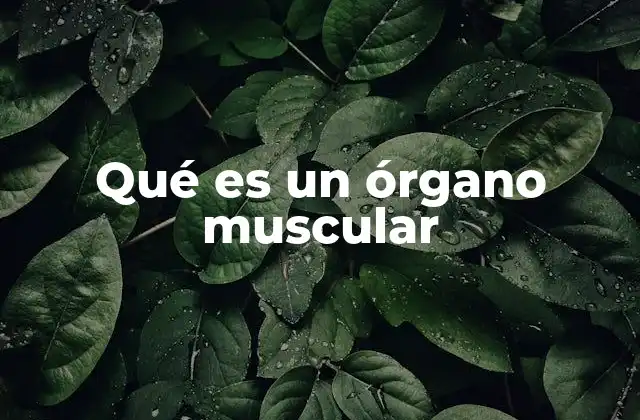 Qué es un Órgano Muscular