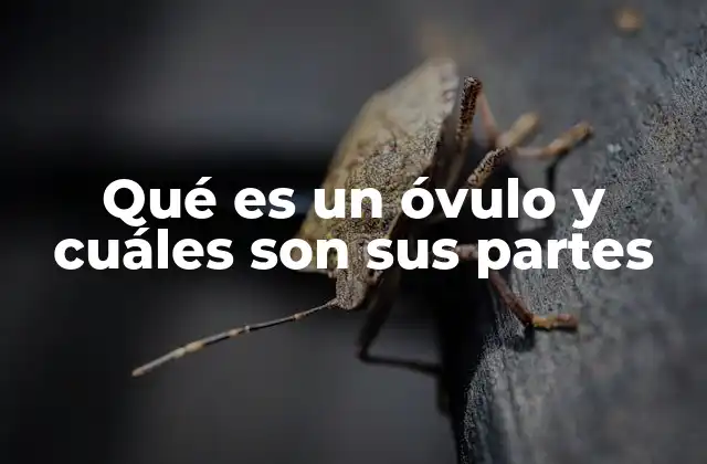 La estructura del óvulo y su importancia en la reproducción