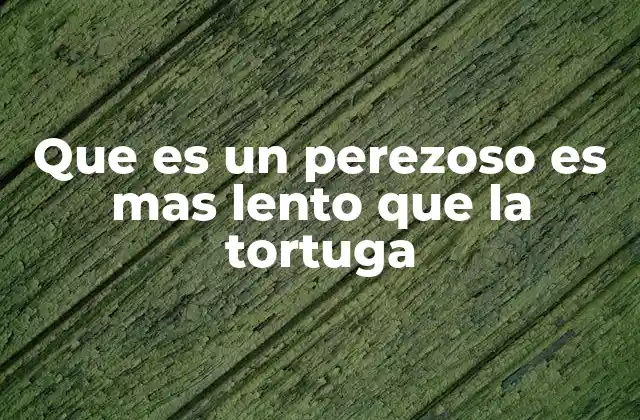 Que es un Perezoso es mas Lento que la Tortuga