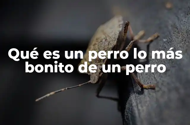 Qué es un Perro Lo Más Bonito de un Perro