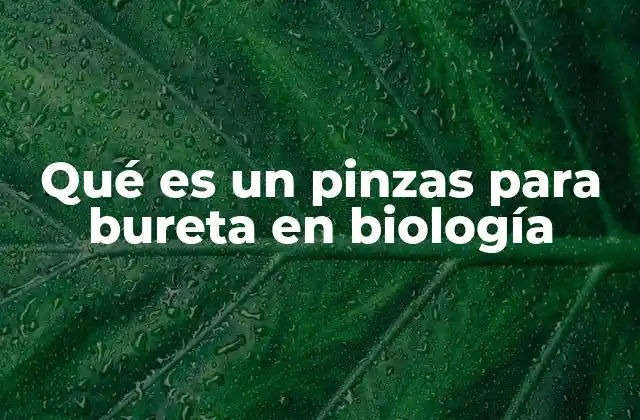 Qué es un Pinzas para Bureta en Biología