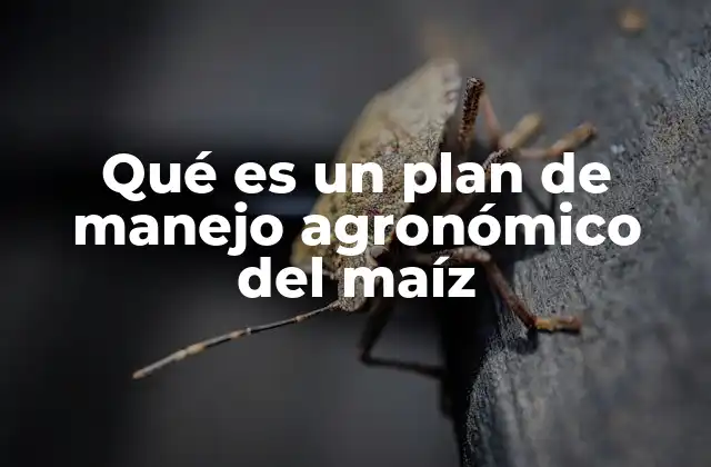 Qué es un Plan de Manejo Agronómico Del Maíz