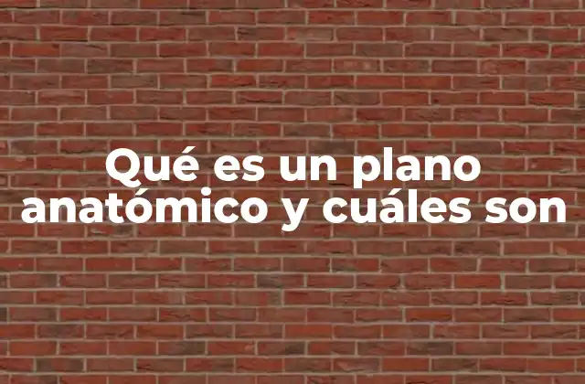 Qué es un Plano Anatómico y Cuáles Son