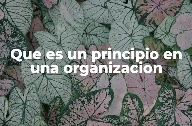 Que es un Principio en una Organizacion