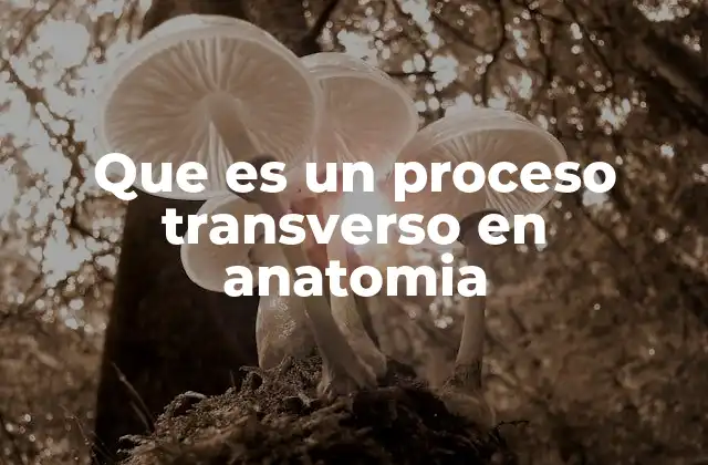 La importancia estructural de los procesos transversos