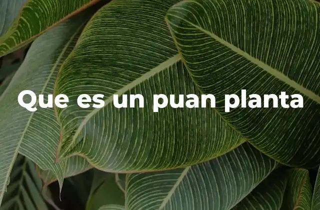 Que es un Puan Planta