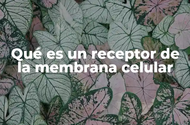 Qué es un Receptor de la Membrana Celular